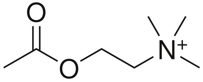 1200px-Acetylcholine.svg (1)