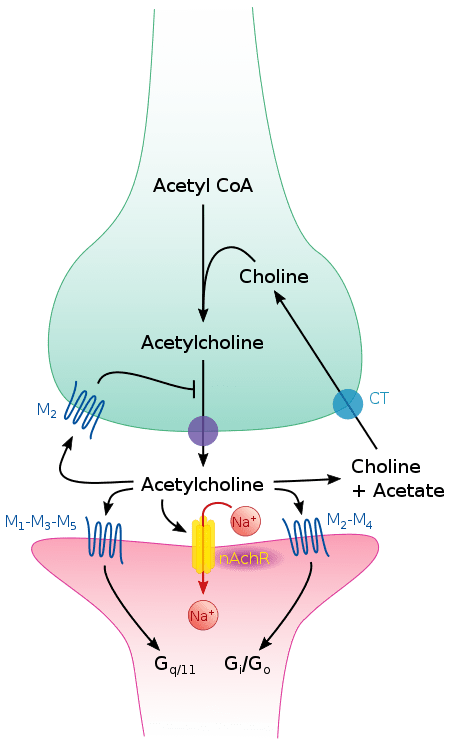450px-Cholinergic_synapse.svg